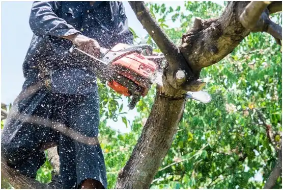 tree services Rocky Mount